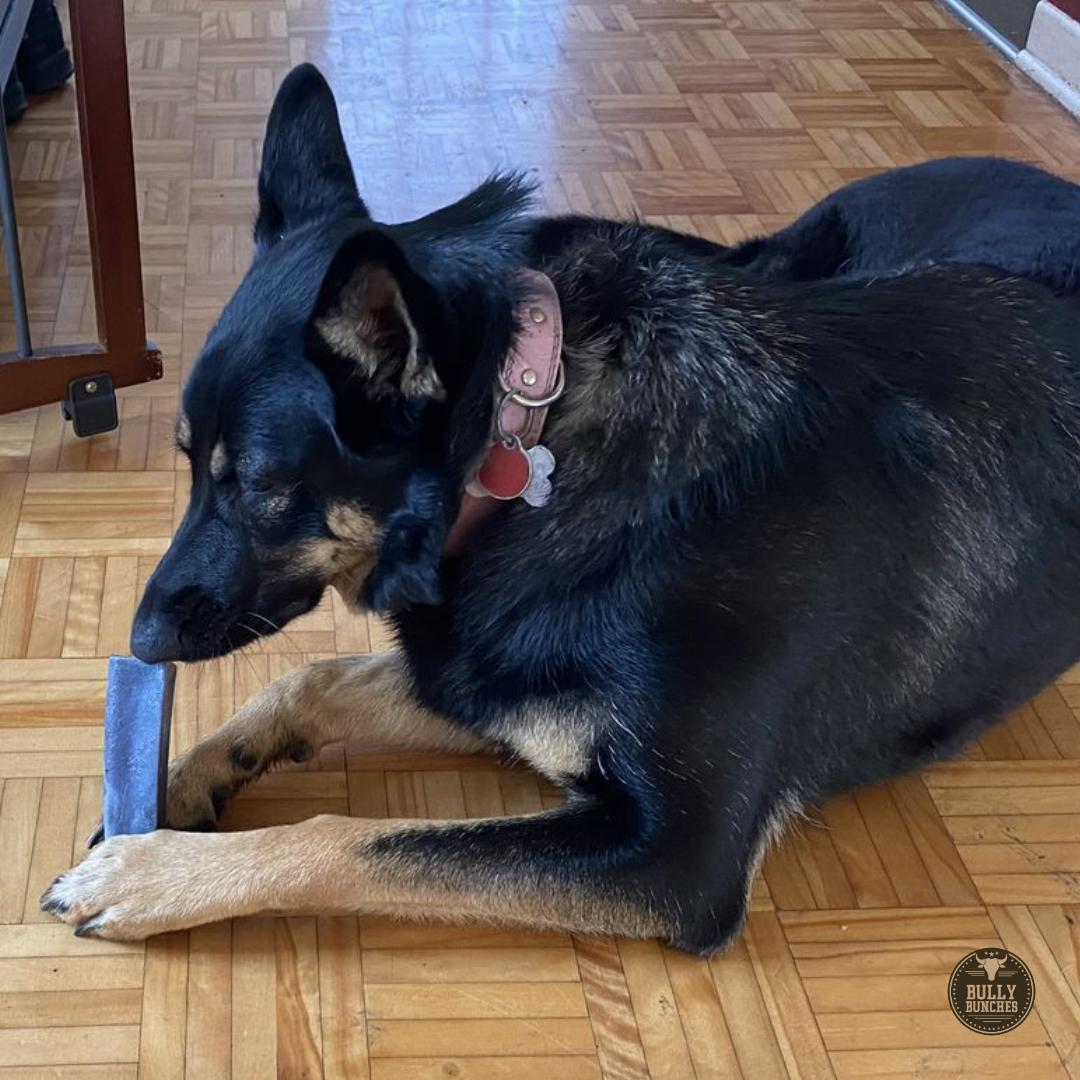 Black dog chewing on a blueberry Himalayan yak chew.