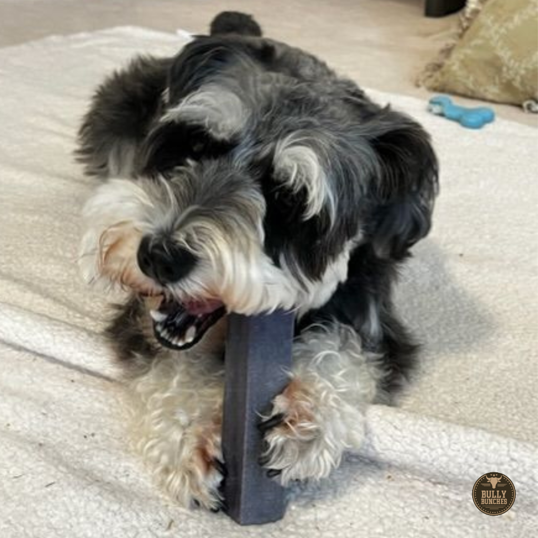 Black and white dog chewing on a blueberry Himalayan yak chew.