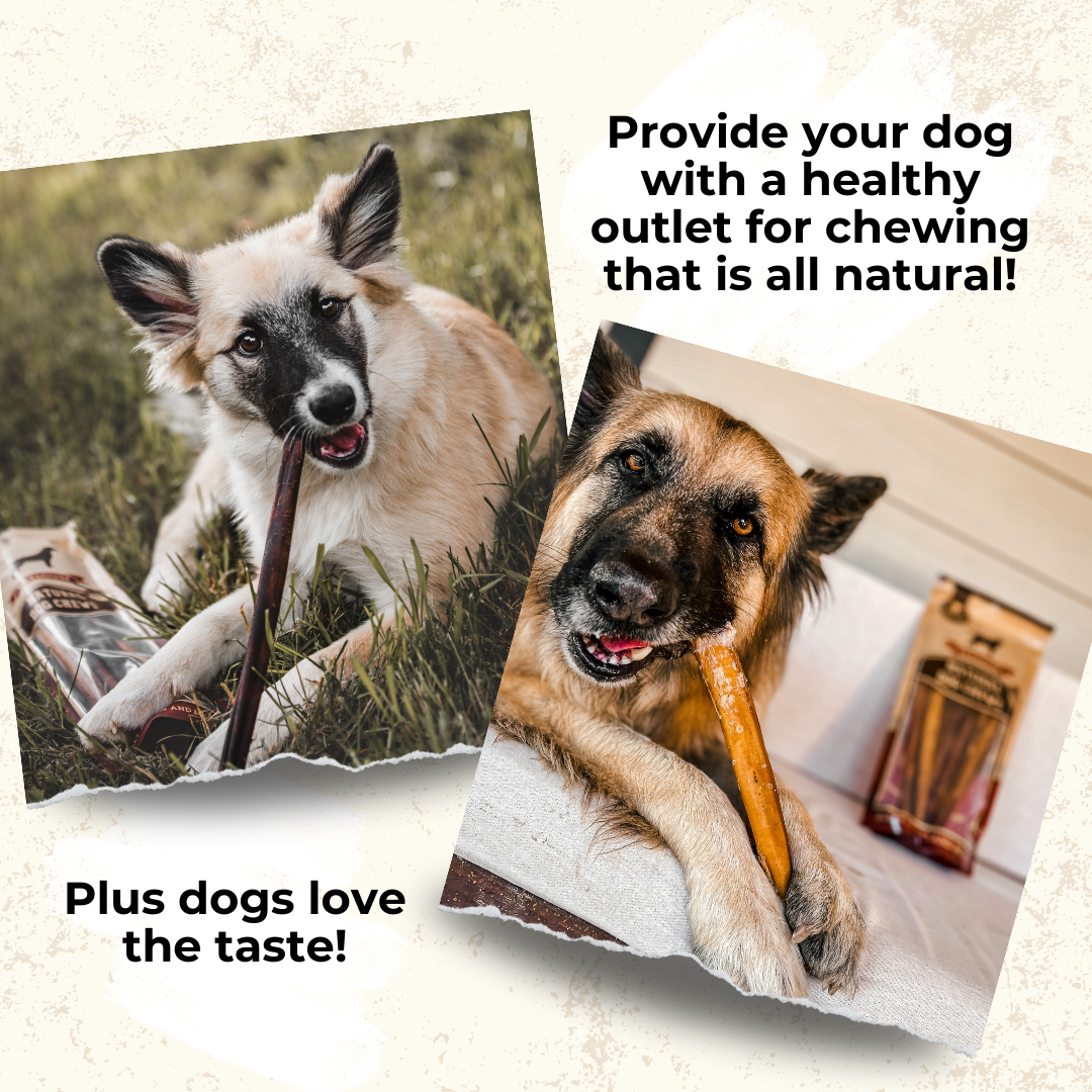 Two different dogs chewing on a 12 inch monster bully stick.