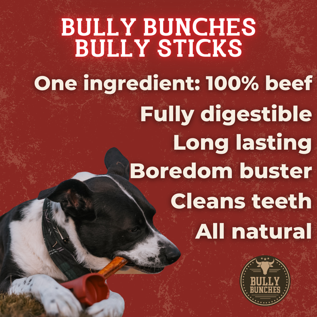 Dog chewing on a 12 inch monster bully stick using the bully stick holder.