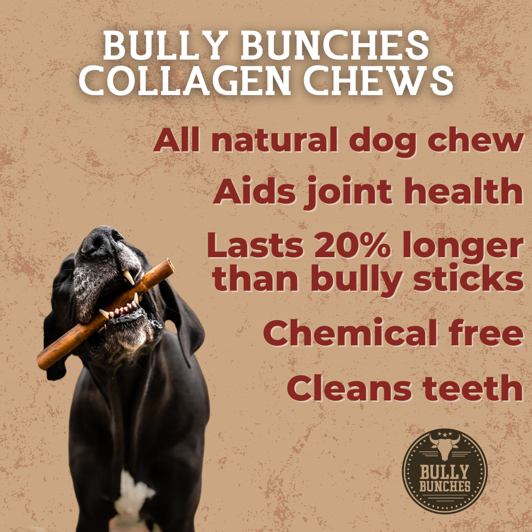 A black dog chewing on a 10-12 inch standard collagen wrapped in bully stick.