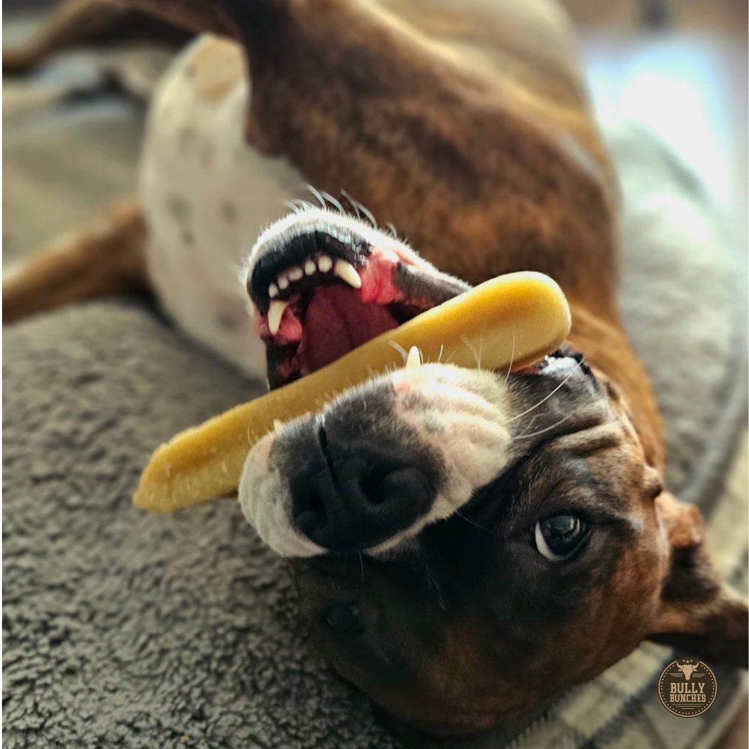 A dog being happy with a large Himalayan yak chew from Bully Bunches