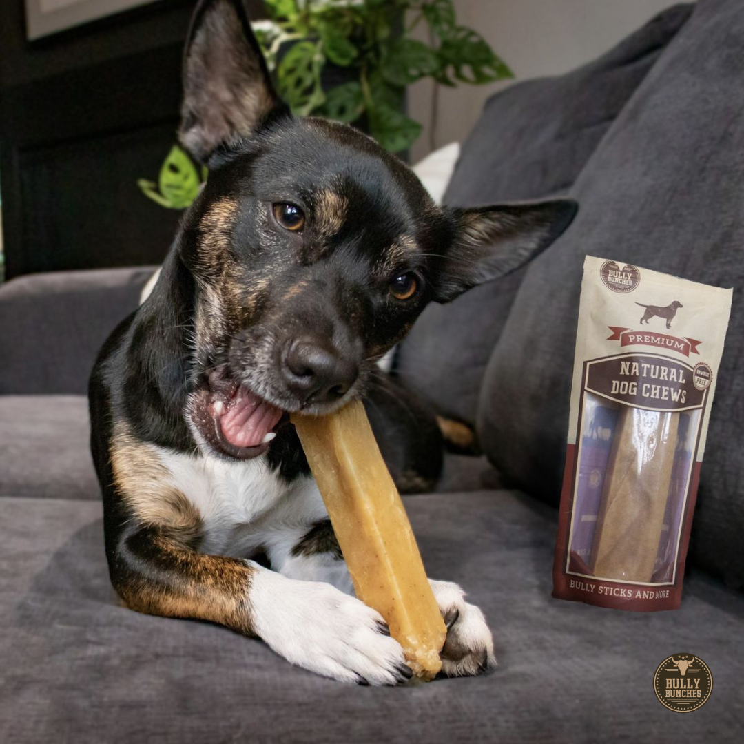 A black dog with a medium Himalayan yak chew.