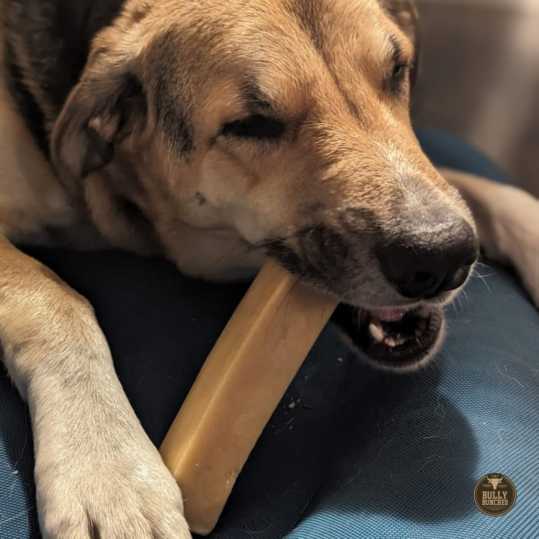 Tan dog chewing on a mega Himalayan yak chew.