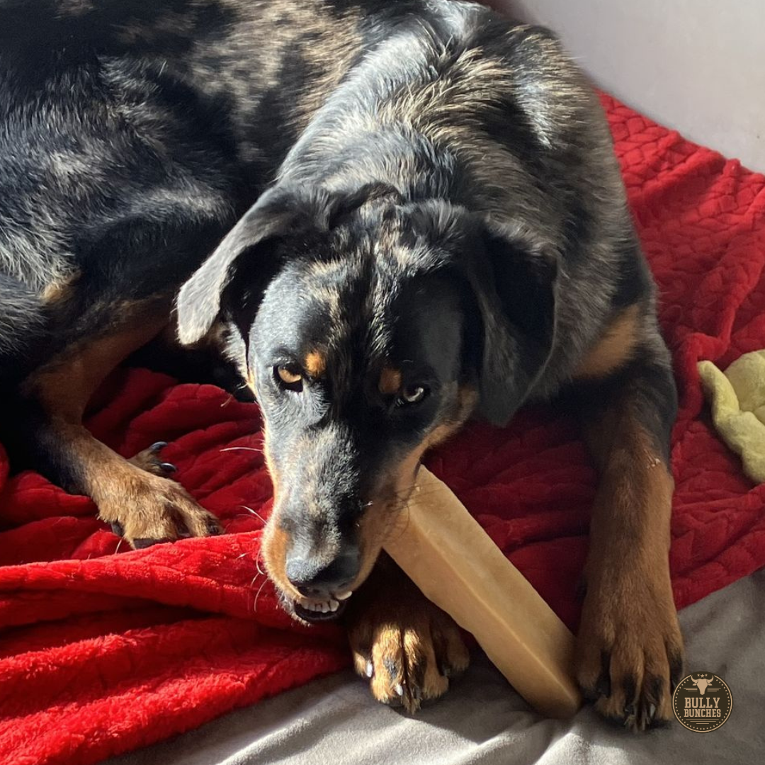Black dog chewing on a mega Himalayan yak chew.