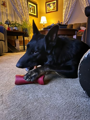 A black dog chewing on a bully stick with the bully stick holder from Bully Bunches.
