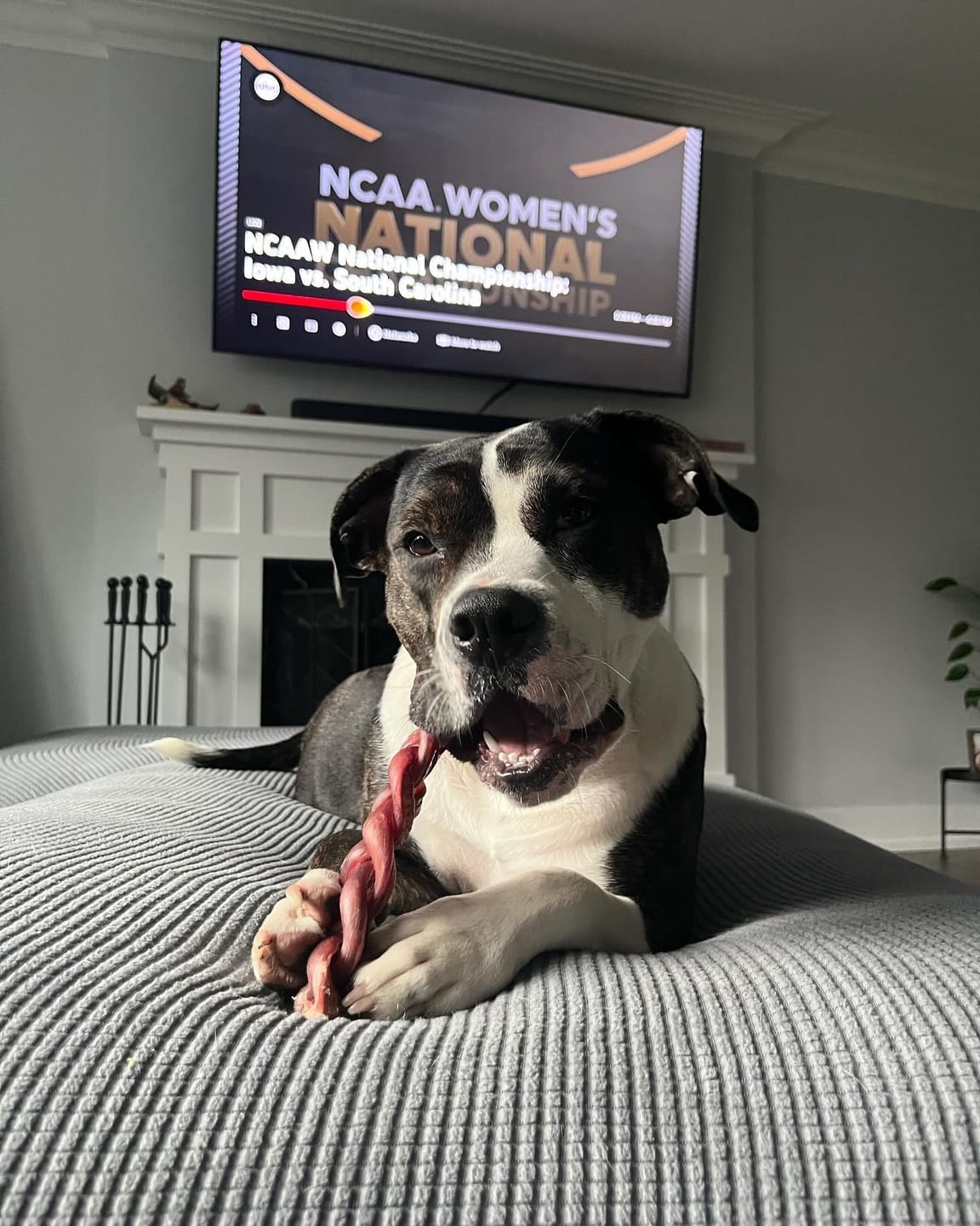 A black and white dog chewing on a bully stick from Bully Bunches.