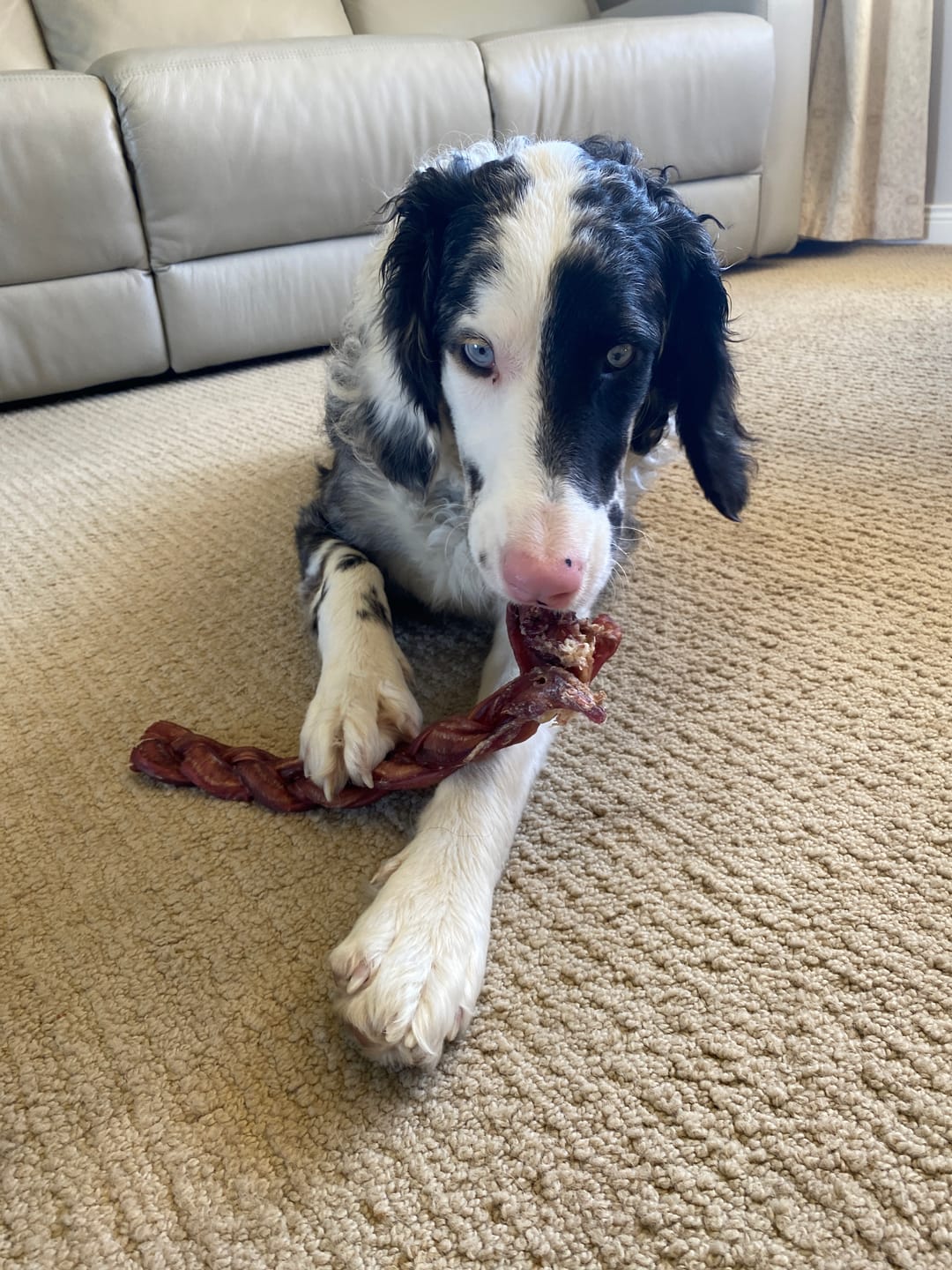 A black and white dog chewing on a braided bully stick from Bully Bunches.
