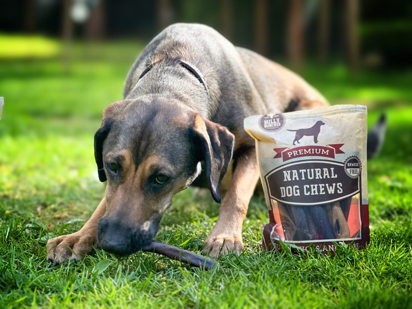 A brown dog chewing on a bully stick from Bully Bunches.