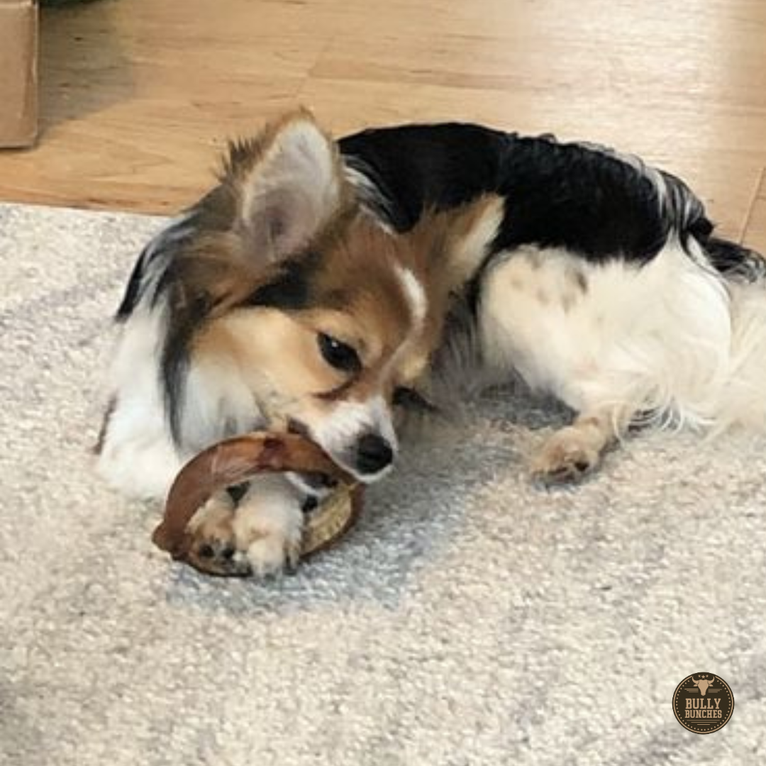 A brown, black, and white dog chewing on a jumbo bully stick ring.