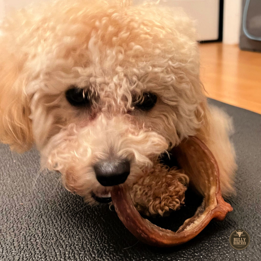A golden doodle dog chewing on a jumbo bully stick ring.