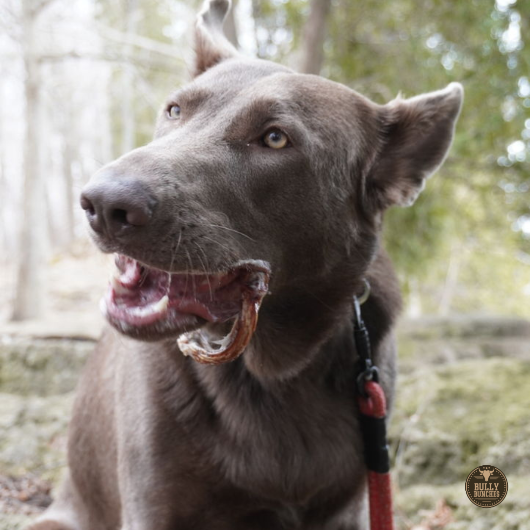 A brown dog chewing on a jumbo bully stick ring.