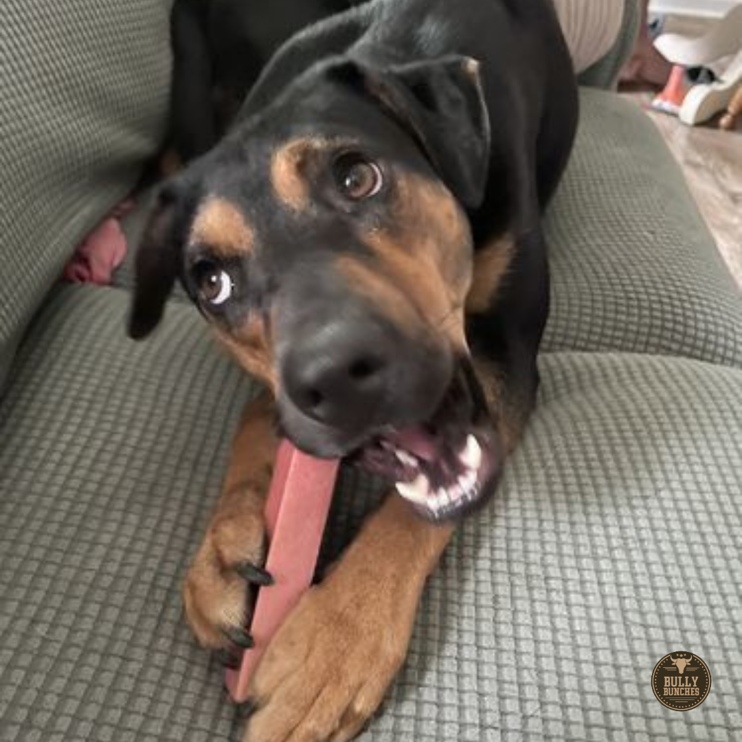 A black and brown dog chewing on a medium strawberry himalayan yak chew.