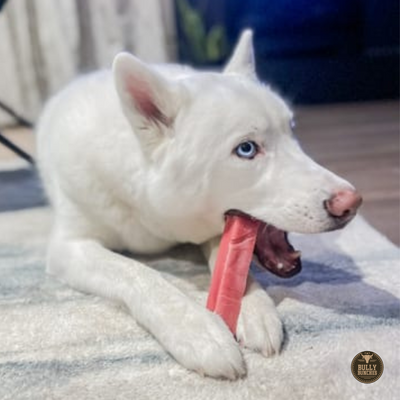 A white dog with blue eyes chewing on a medium strawberry himalayan yak chew.