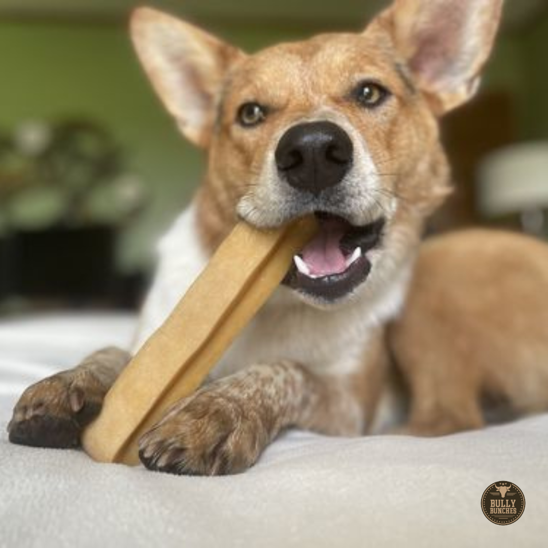 A golden brown dog chewing on an extra large himalayan yak chew.