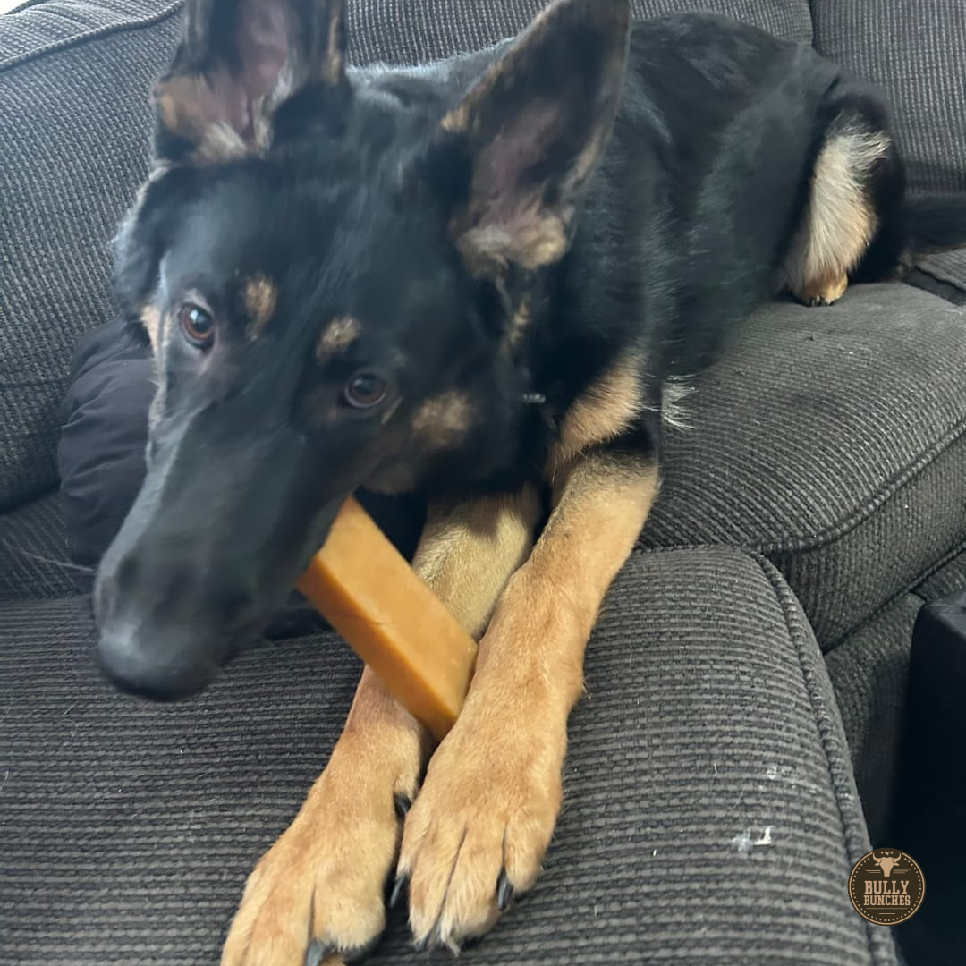 A black and brown dog chewing on an extra large himalayan yak chew.