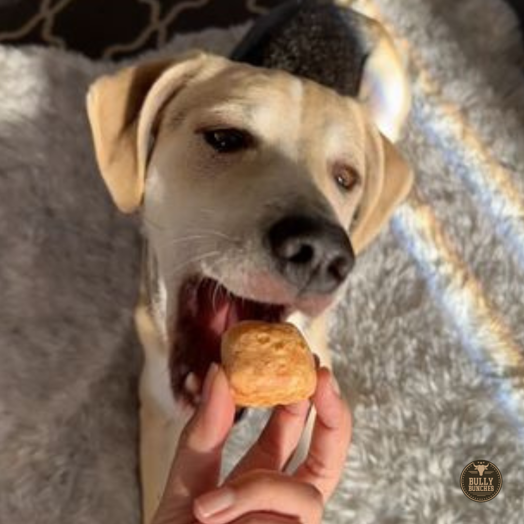 Brown and black dog eating a himalayan yak puff.