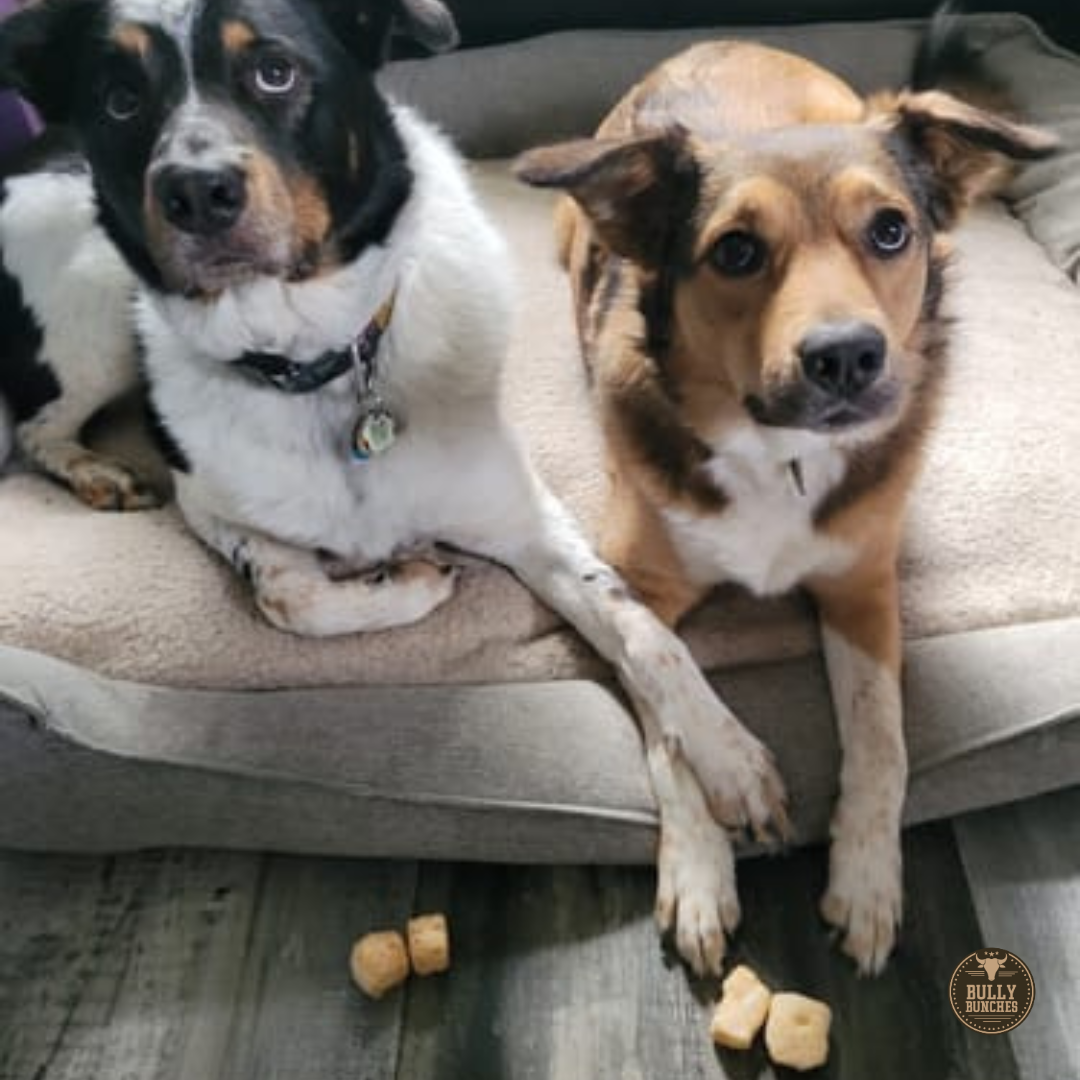 Two dogs getting ready to eat some himalayan yak puffs.