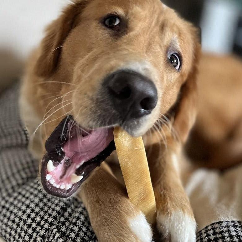 A brown dog chewing on an extra large himalayan yak chew.
