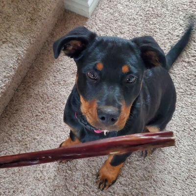 A black and brown dog looking at a 12 inch jerky stick.
