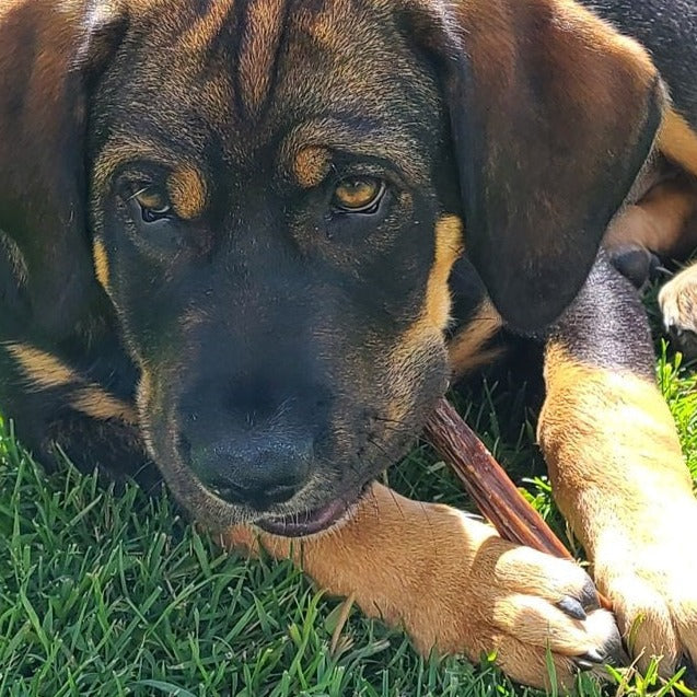 A black and brown down chewing on a 6 inch jerky stick.