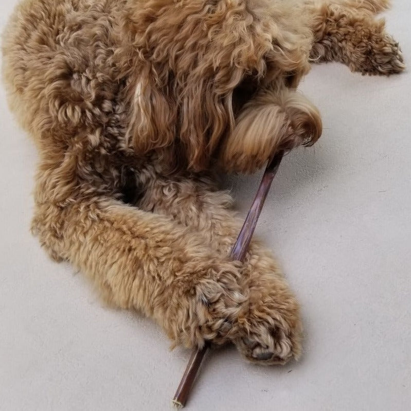 A fluffy brown dog chewing on a 12 inch jerky stick.