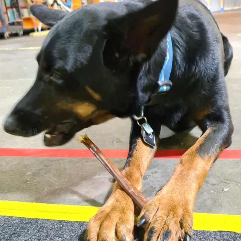 A black and brown down chewing on a 12 inch jerky stick.