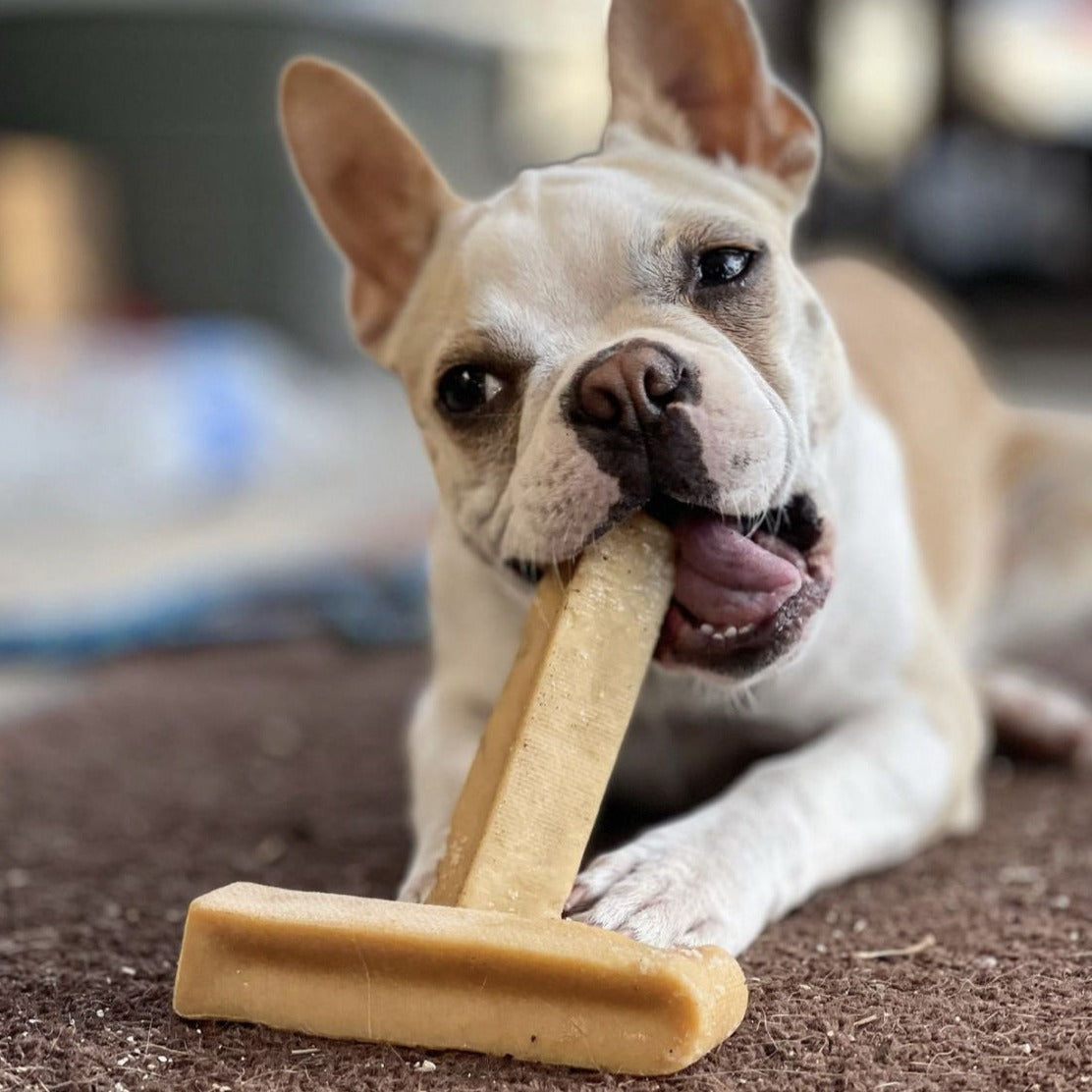 A white dog chewing on a medium himalayan yak chew.