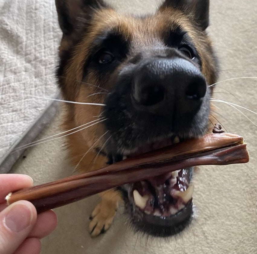 A brown dog chewing on a 6 inch jerky stick.