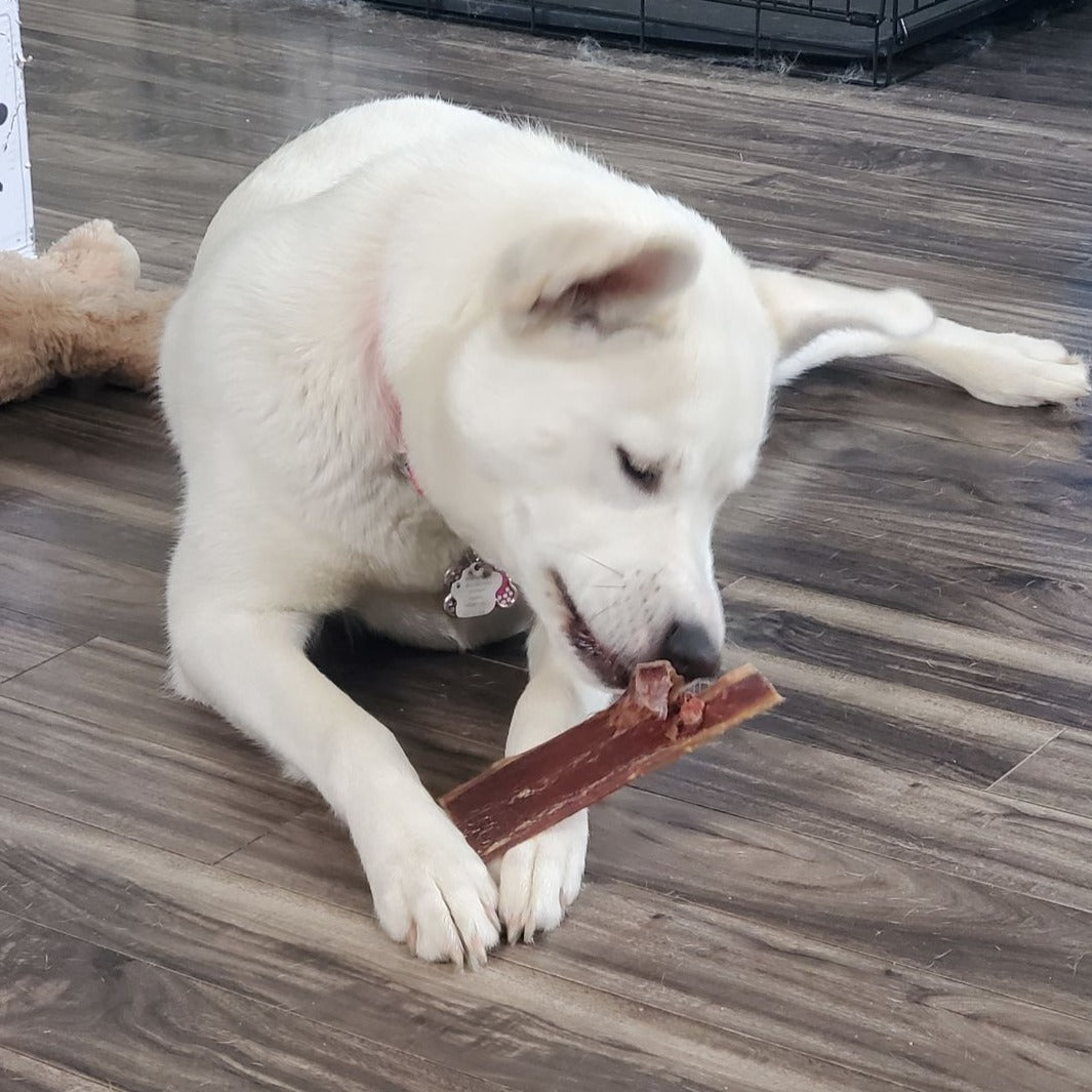 White dog chewing on a 6 inch beef jerky strip.