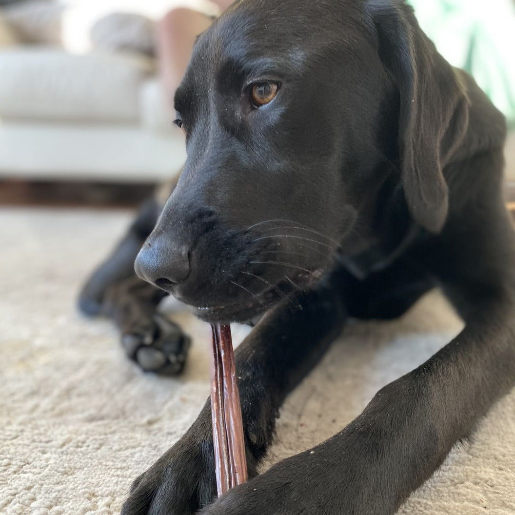 A black dog chewing on a 12 inch jerky stick.