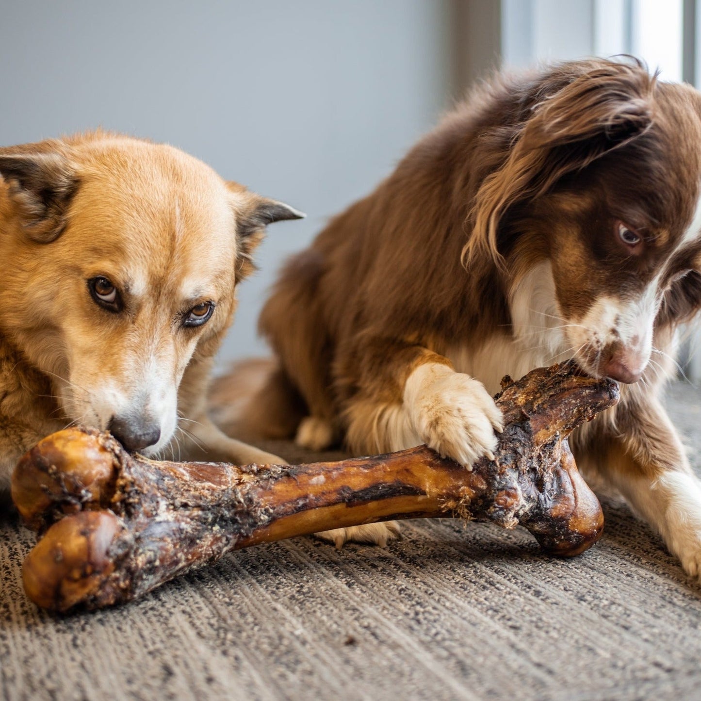 Two dogs chewing on a monster beef shin bone.