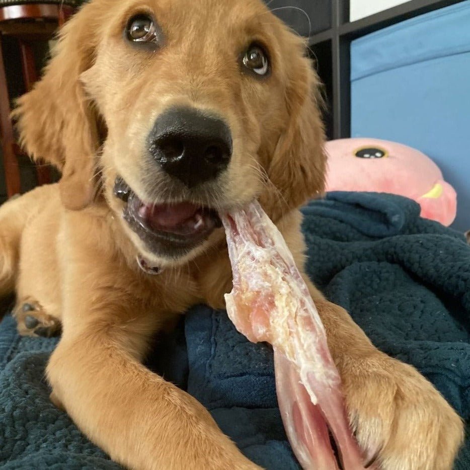 A golden retriever puppy chewing on a beef tendon from Bully Bunches.