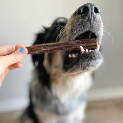 A dog chewing on a 6 inch jerky stick.