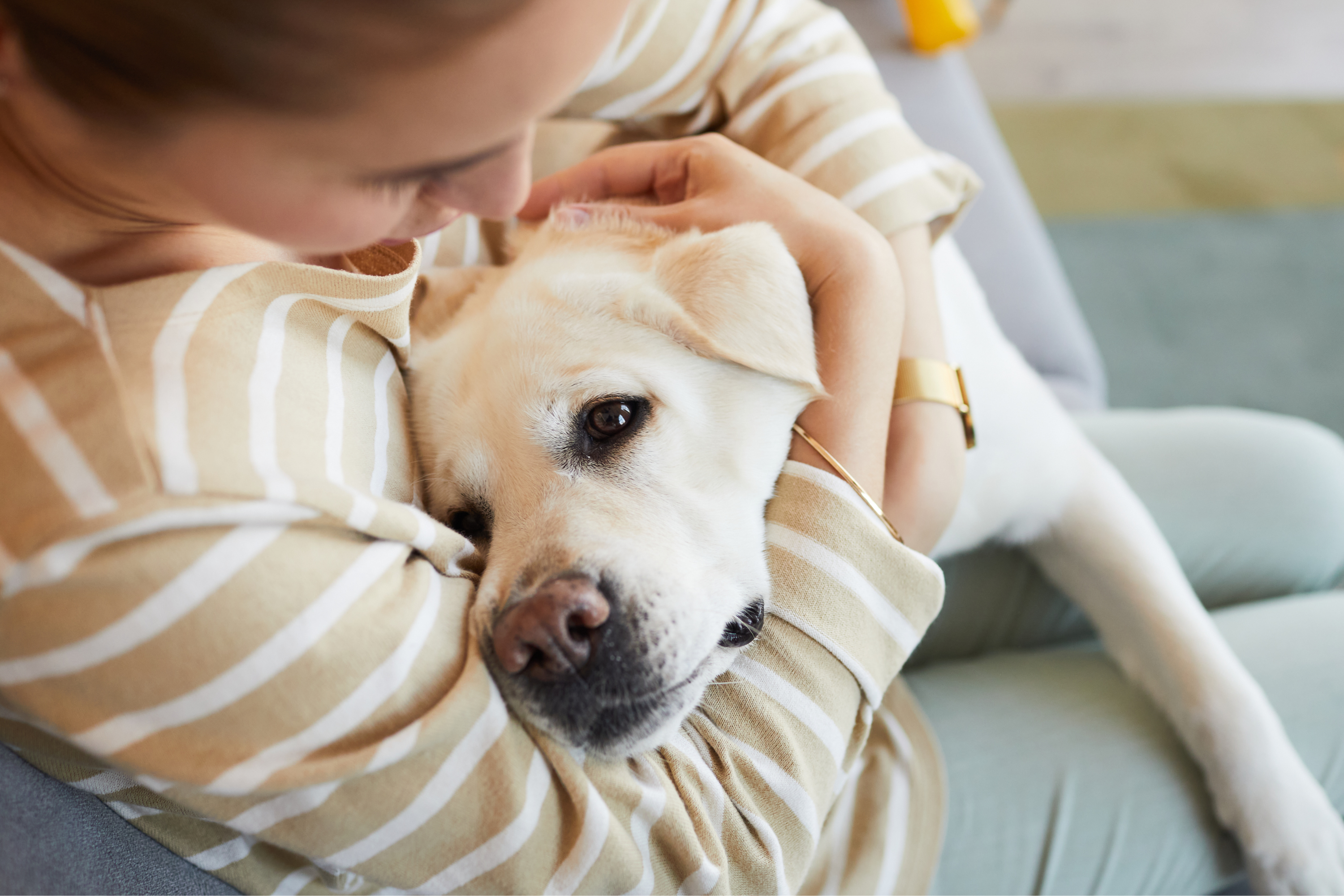 Human giving a dog a treat after learning how to comfort a dog in heat.