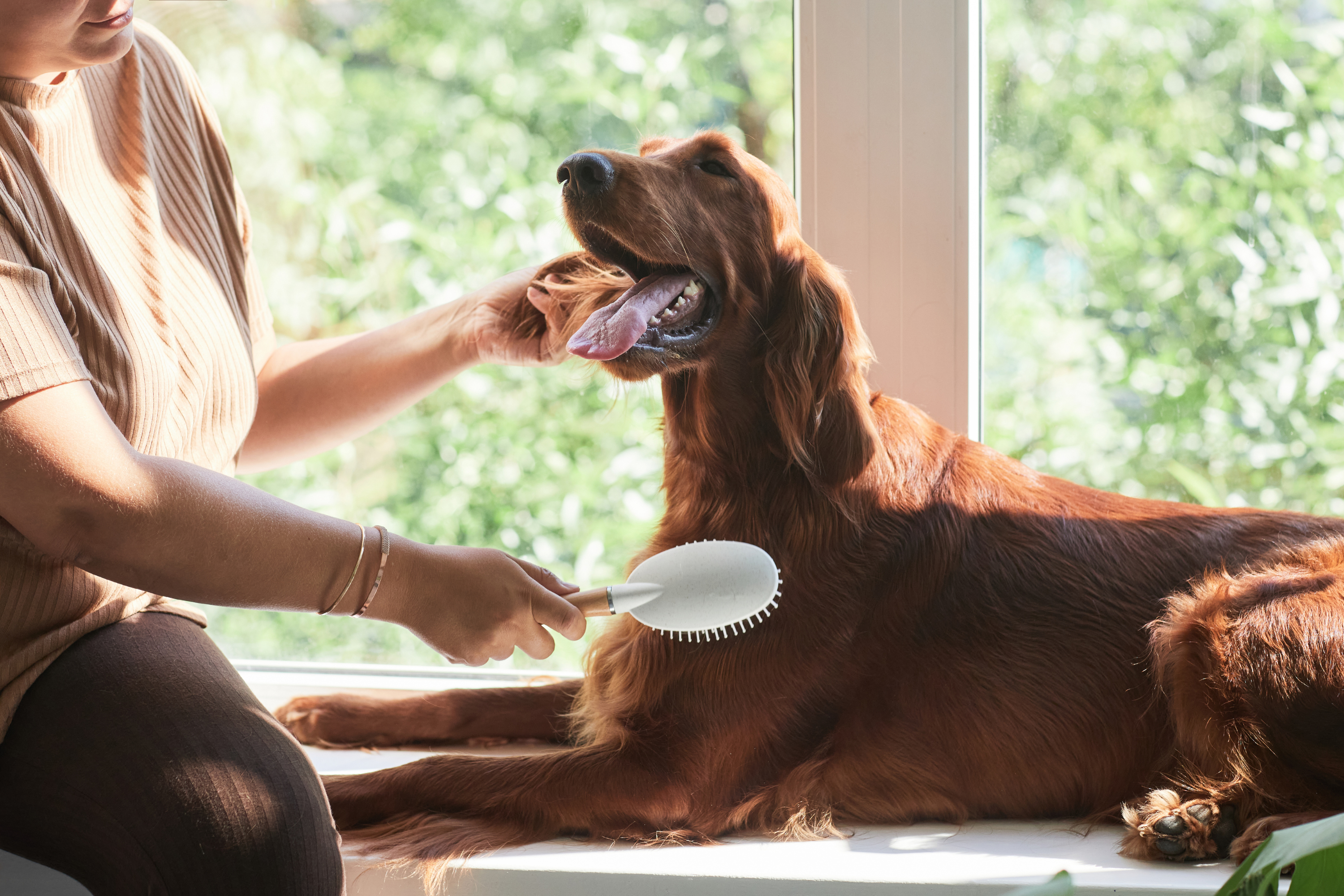 How to Groom Your Dog at Home