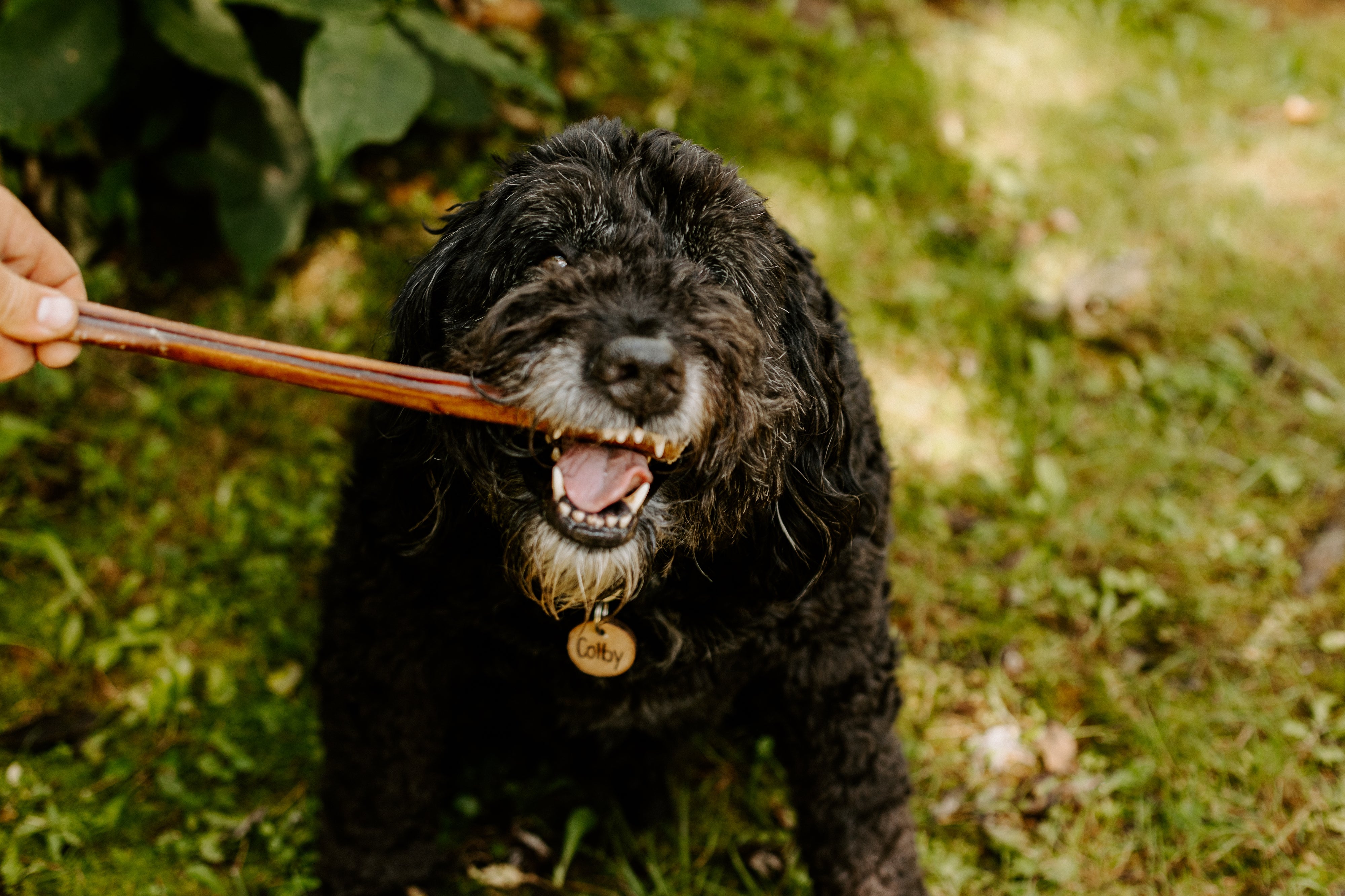 Dog learning to get rid of stinky dog breath with tips from Bully Bunches.