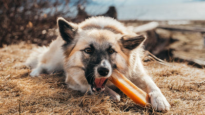 Are Yak Chews Safe for Dogs? Everything You Need to Know