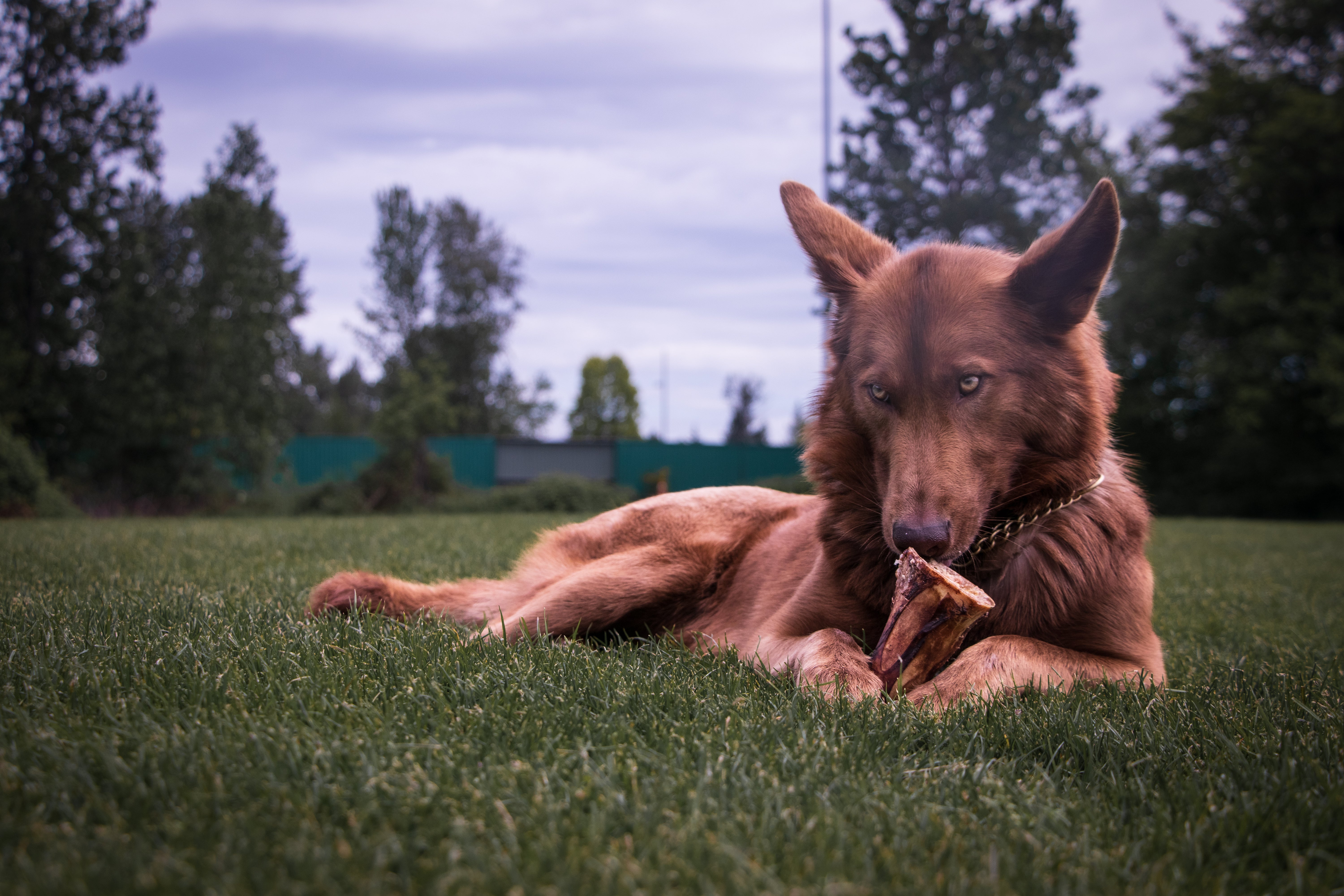 Dog chewing on a bully stick after her owners read the blog "Bully Bunches' Dog Training Tips 101"