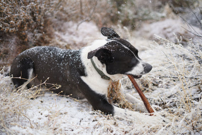 Things to Do With Your Dog In The Winter