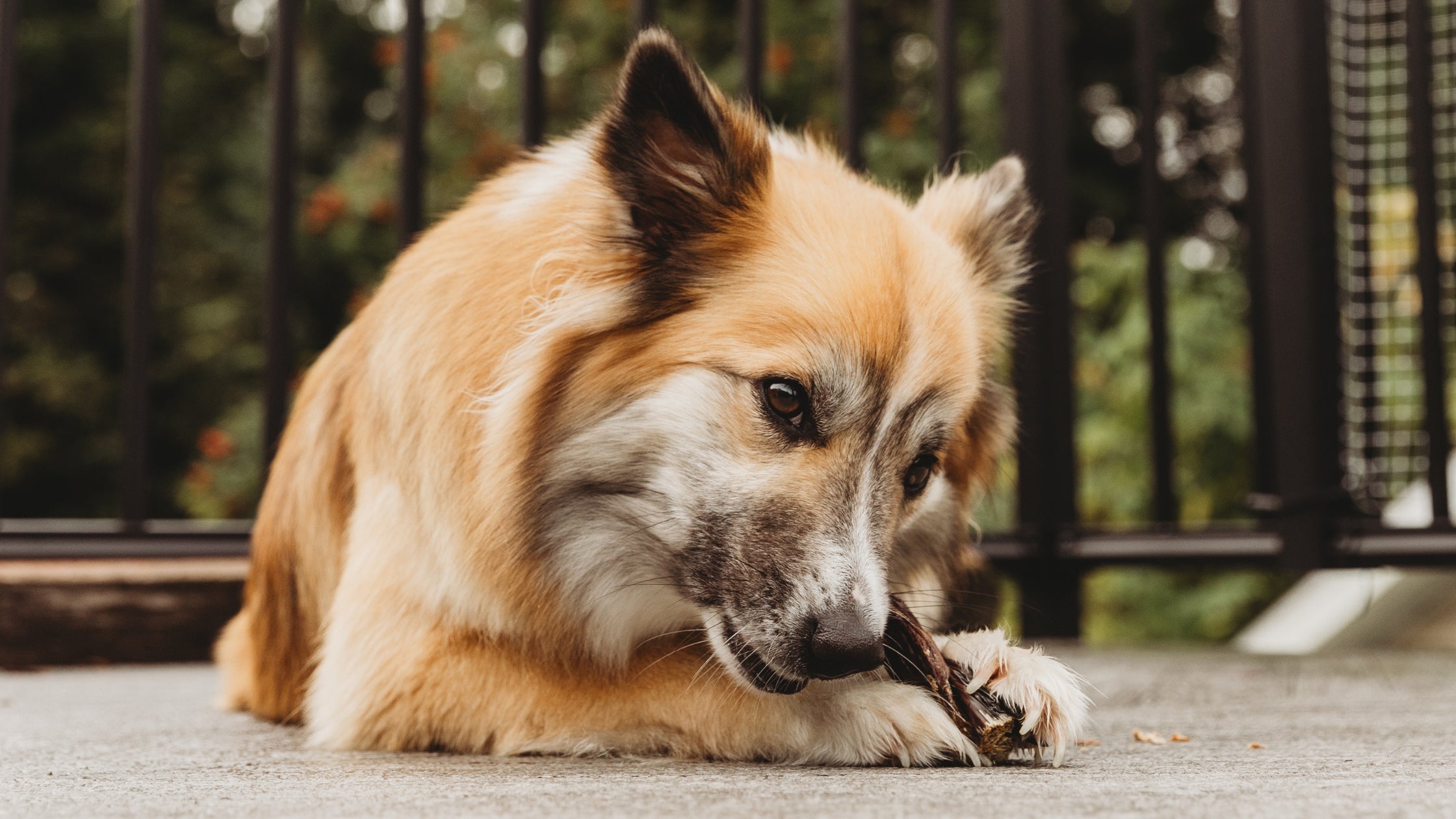 What Is Beef Gullet for Dogs? Gullet Sticks Explained