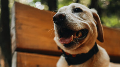What Fruits and Vegetables Can Dogs Eat Safely?