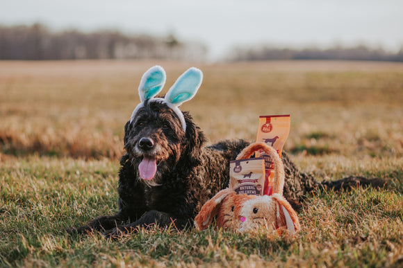 Easter Dos and Don'ts For Your Pup