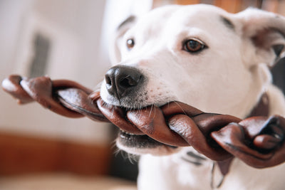 Safe Dog Chews for Aggressive Chewers