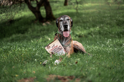 Pups on Parade for St Patricks Tips!