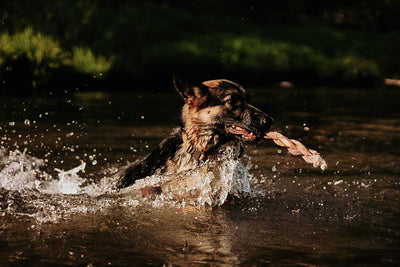 German Shepard running in water after learning are bully sticks safe for dogs