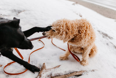 How to Socialize Your Puppy