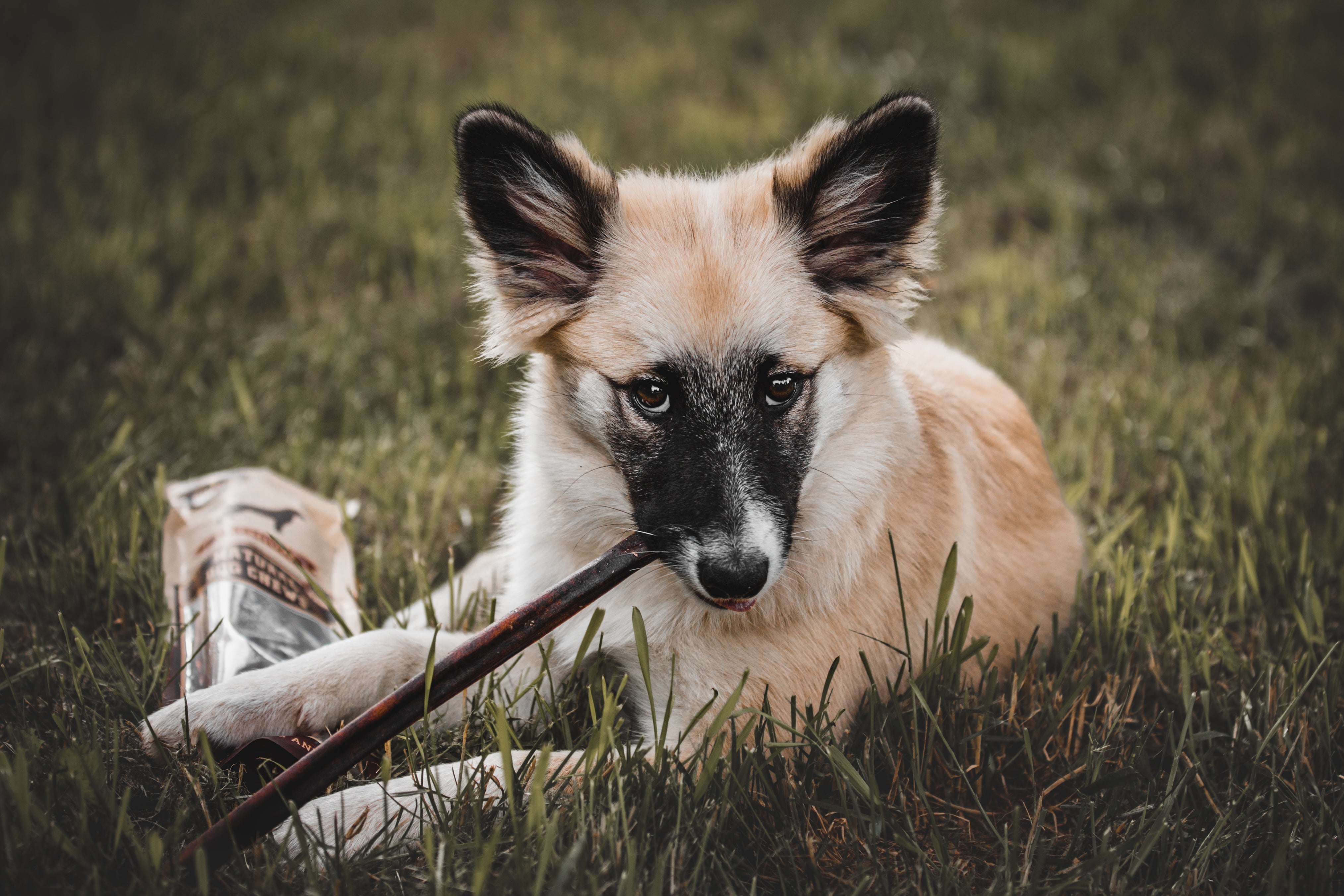 Black and brown puppy playing before receiving a bully stick