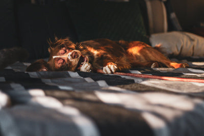 What Do Your Dog’s Sleeping Positions Mean?