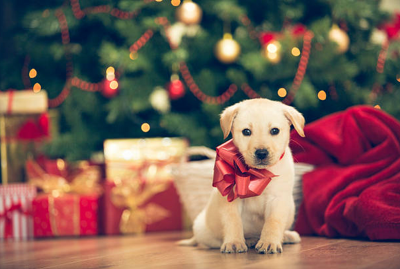 Best Christmas Gifts for Dogs and Pet Lovers
